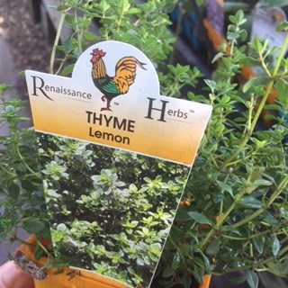 thyme